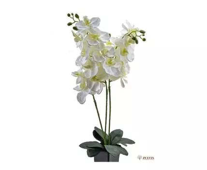 Орхидея Венера №3 Latex