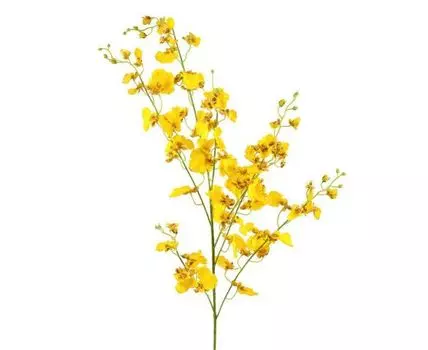 Орхидея жёлтая (76, Желтый)