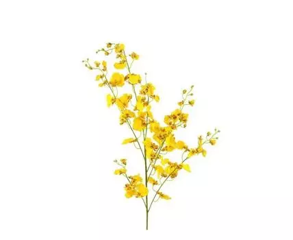 Орхидея жёлтая (Желтый)