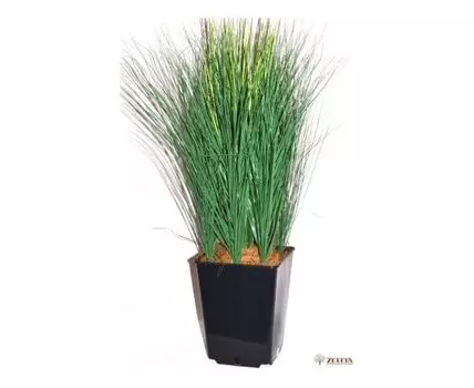 Осока Милена