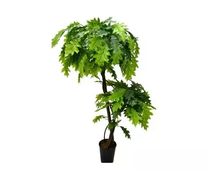 Падуб Гарди