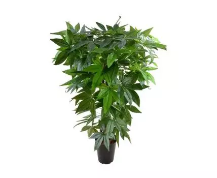 Пахира Милли