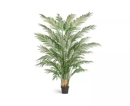Пальма Арека Форест 200 см
