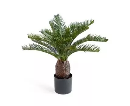 Пальма Цикас 70 см