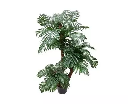 Пальма финиковая Холли
