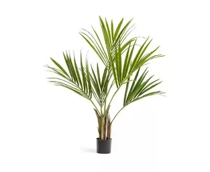 Пальма Кентия