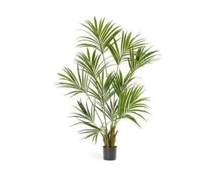 Пальма Кентия