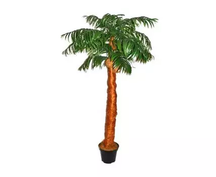 Пальма кокосовая