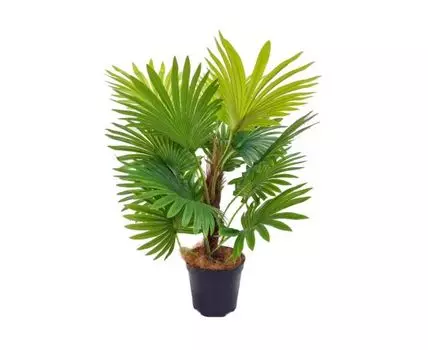 Пальма Лео Вашингтония