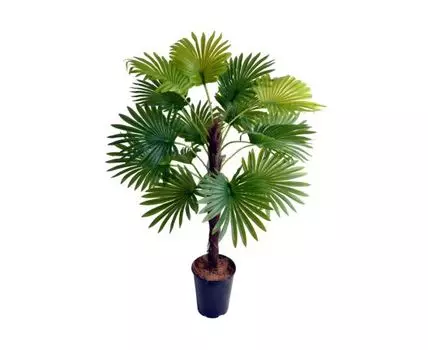 Пальма Вашингтония