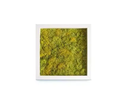 Панно с салатовым мхом (Зеленый, 25)
