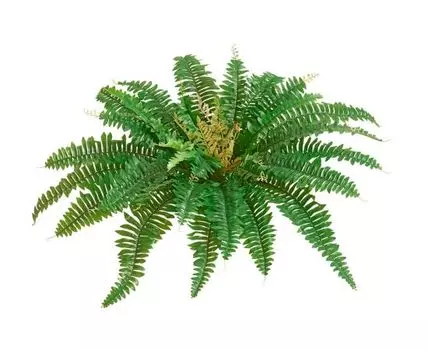 Папоротник Бостон насыщ.