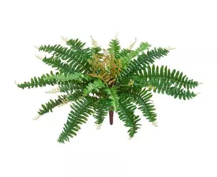 Папоротник Бостон Новый