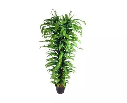 Папоротник Букс