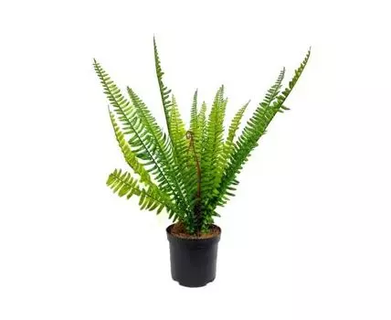 Папоротник Канадский