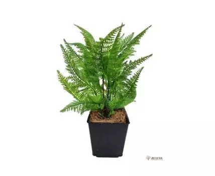 Папоротник Марс