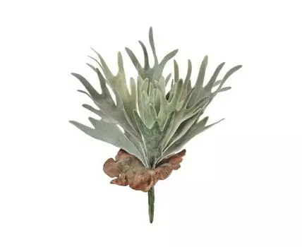 Папоротник Стегхорн