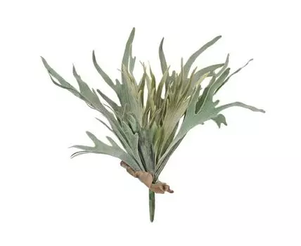 Папоротник Стегхорн