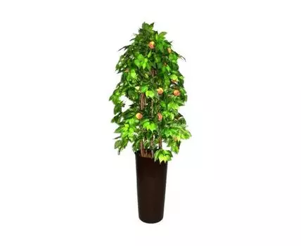 Персик Рене Войс