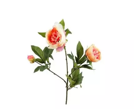 Пион кремово-розовый кустовой (Бежевый)