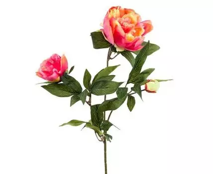 Пион розово-кремовый кустовой (71, Розовый)