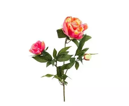 Пион розово-кремовый кустовой (Розовый)