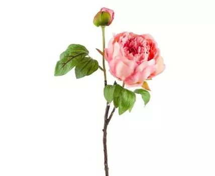 Пион розовый кустовой (60, Розовый)