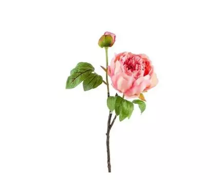 Пион розовый кустовой (Розовый)