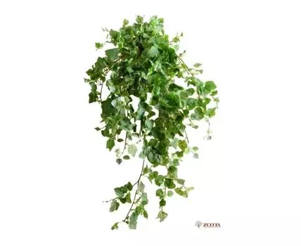 Плющ Бэнни №2 бархат