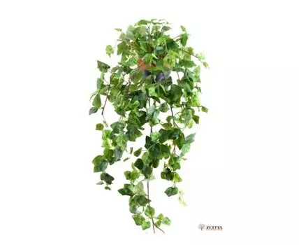 Плющ Бэнни бархат