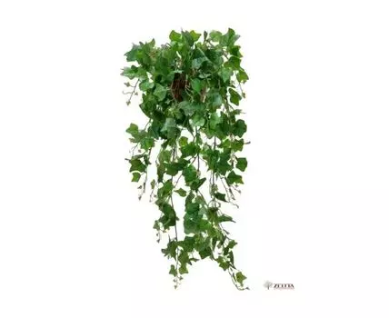 Плющ Макс ампельный