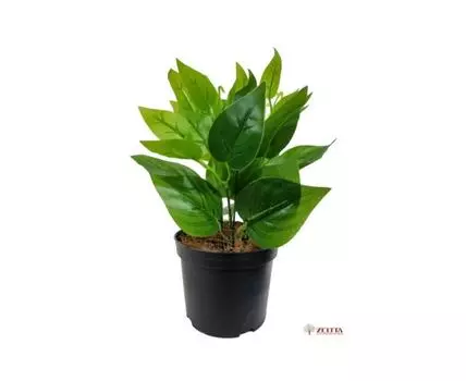 Плющ мини Чак Latex