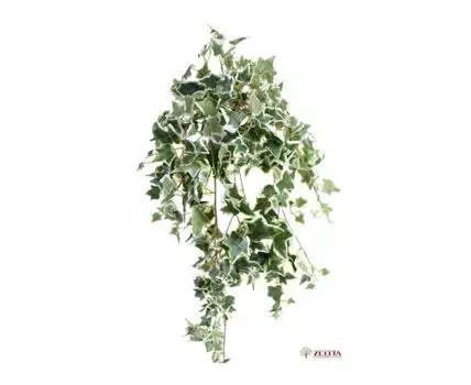 Плющ пестрый Тайс №1