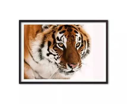 Постер Амурский тигр