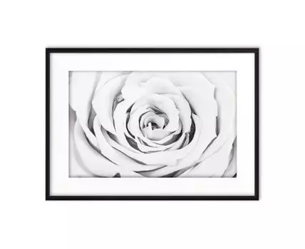 Постер Белая роза