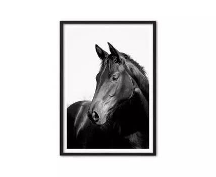 Постер Черная лошадь