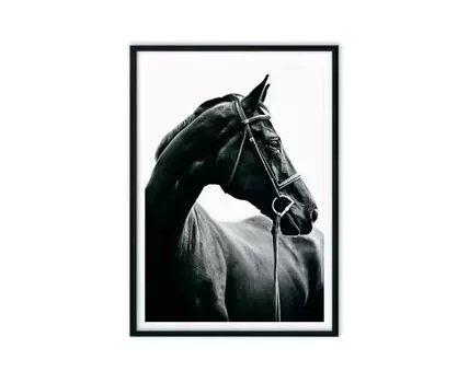 Постер Черная лошадь
