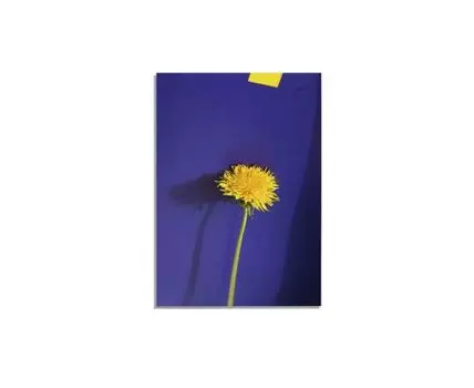 Постер DANDELION - 50x70 см