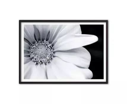 Постер Гербера