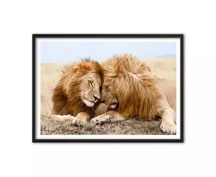 Постер Львы