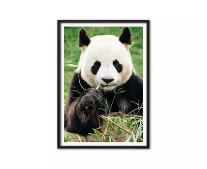 Постер Панда