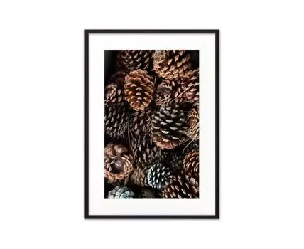 Постер Сосновые шишки
