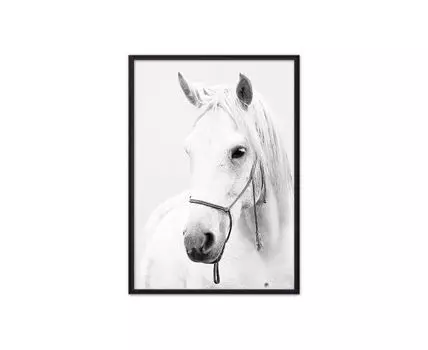 Постер в рамке Белая лошадь 2 50х70 см (белый, черный, 70)