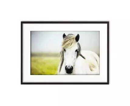 Постер в рамке Белая лошадь 4