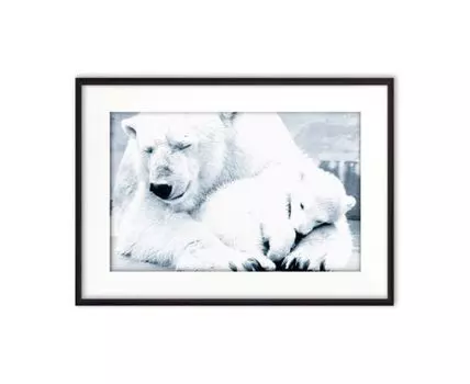 Постер в рамке Белые медведи