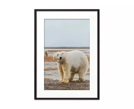 Постер в рамке Белый медведь