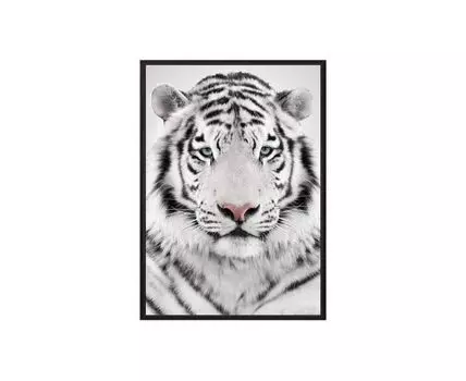 Постер в рамке Белый тигр 40х60 см (белый, черный, 60)