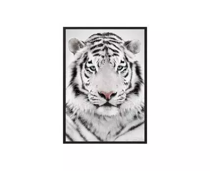 Постер в рамке Белый тигр 50х70 см (белый, черный, 70)