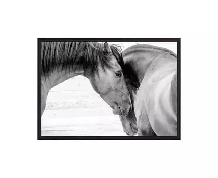 Постер в рамке Две лошади 50х70 см (белый, черный, 70)