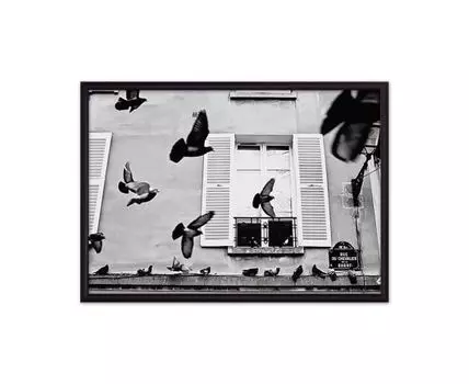 Постер в рамке Голуби Париж 50х70 см (белый, черный, 70)